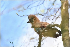 <p>SOJKA OBECNÁ (Garrulus glandarius) /Eurasian jay - Eichelhäher/</p>